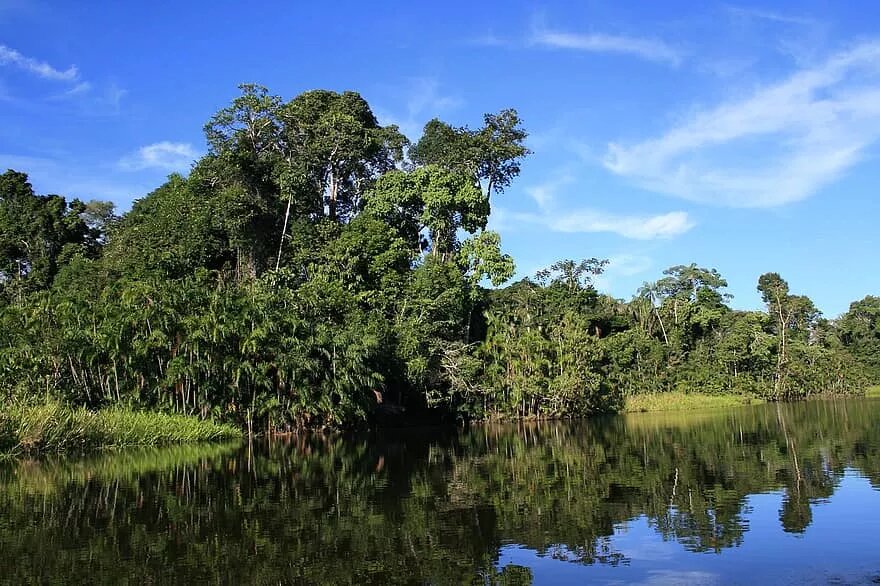 Selva Ecuador